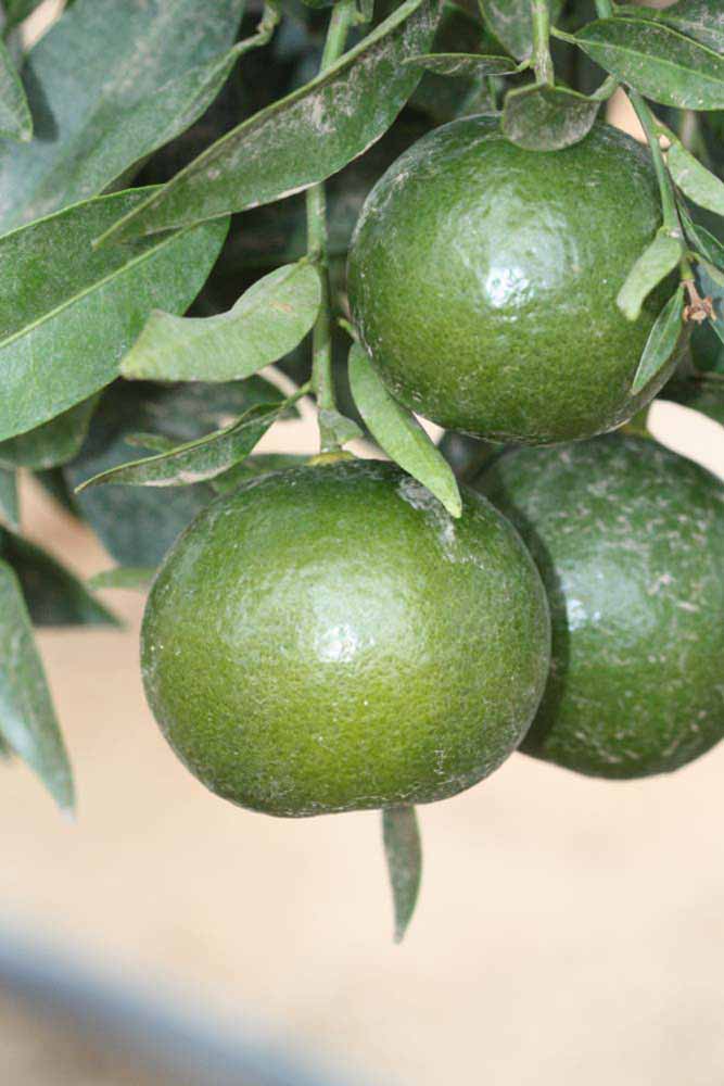            Immature fruit (Riverside, CA)   